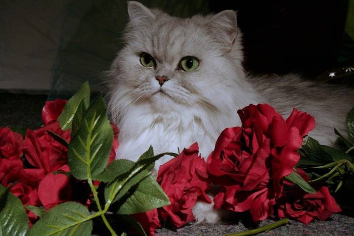 349+ красивых кличков для персидских кошек
