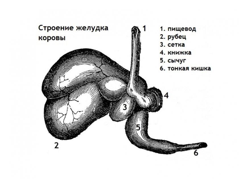 Строение желудка коровы