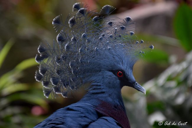 10 птиц с самыми красивыми хохолками