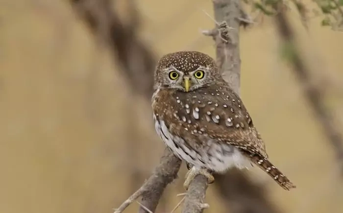 Мыс Воробьиная неясыть (Glaucidium capense) фото