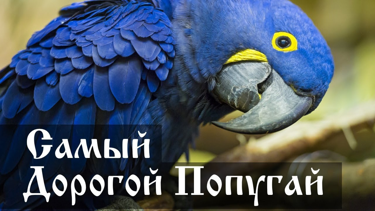 Самый дорогой попугай в мире