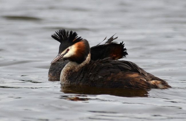 10 птиц с самыми красивыми хохолками