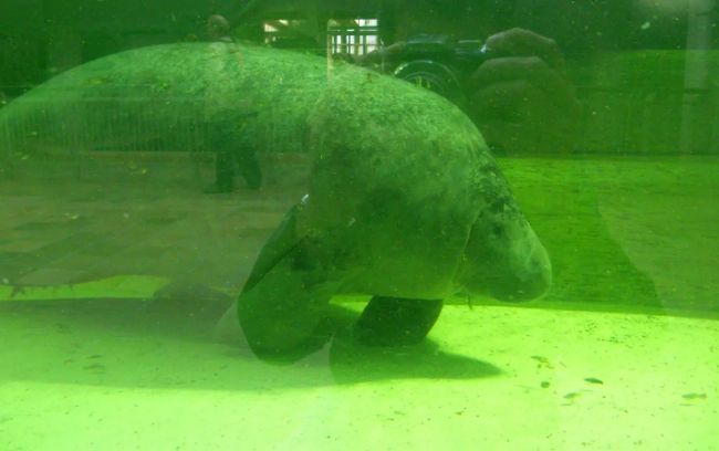 Американский ламантин