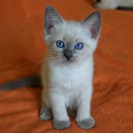 Сколько в среднем стоит тайская кошка в России и где ее купить?