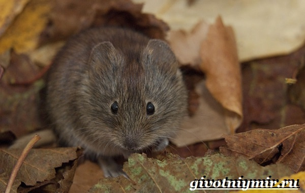 Уральские животные, птицы и растения, красная книга, разнообразие природы