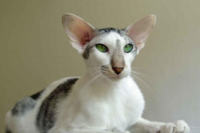 Ориентальная кошка