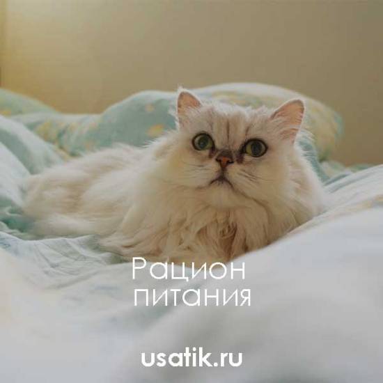 Персидская кошка
