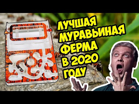 Лучшая муравьиная ферма в 2020 году обзор всех преимуществ 