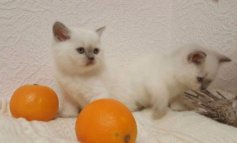 Шотландская прямоухая кошка