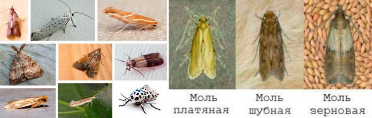 Виды бабочек