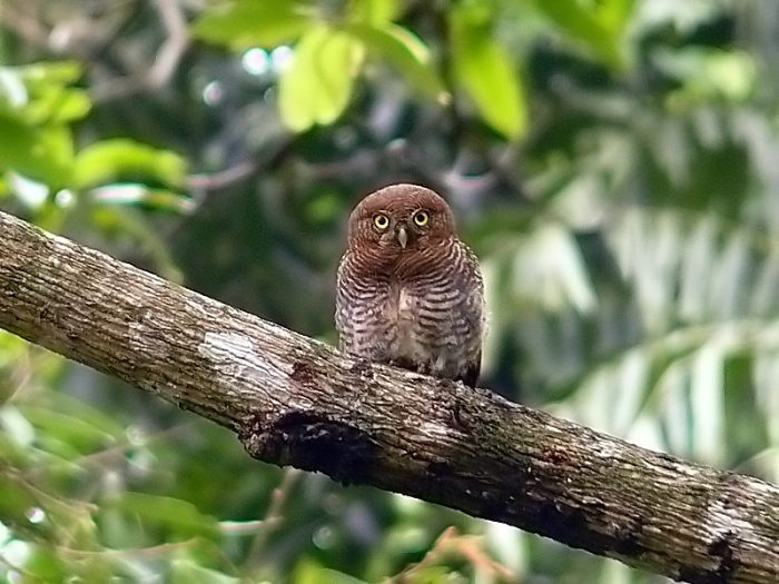 Джунгли воробьиные совы (Glaucidium radiatum) фото