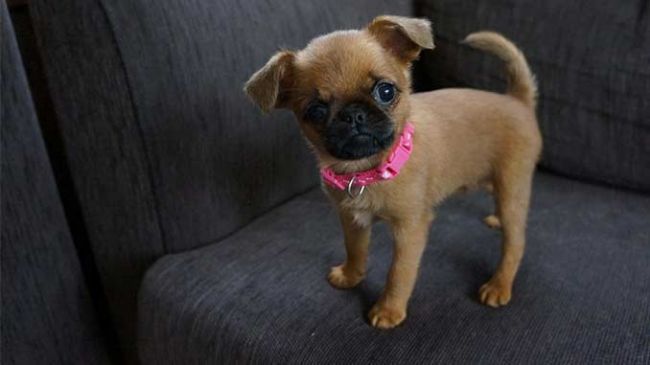 Фото щенка Пти Брабансон