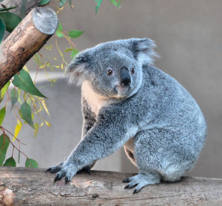 Коала
