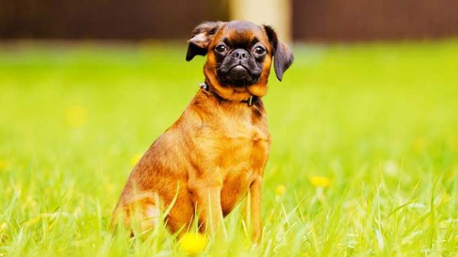 Пти-брабансон красного цвета - фото