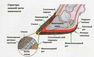 копыто 