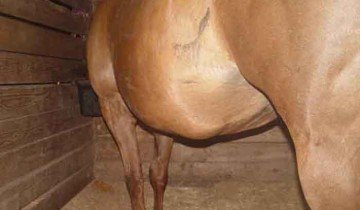 Фотография живота беременной лошади, horseadvice.com