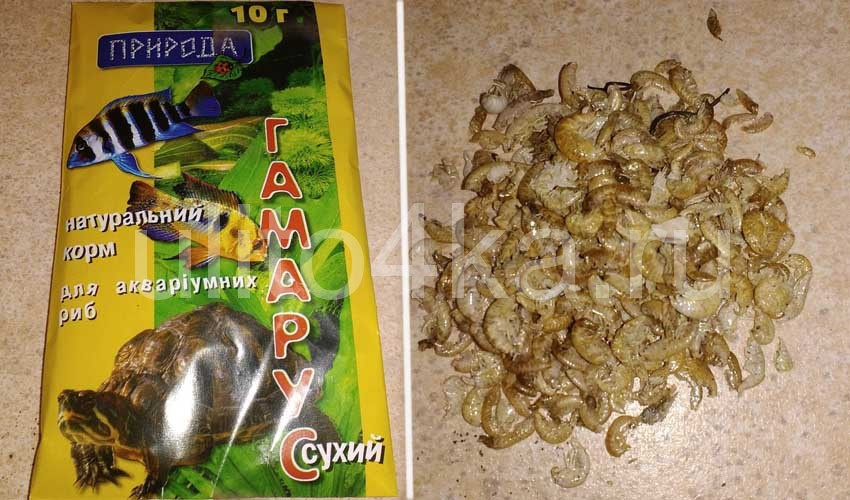 гаммарус 