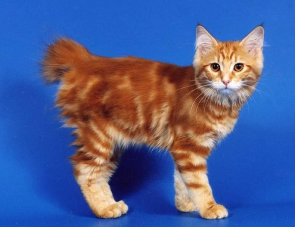 Котенок курбобы