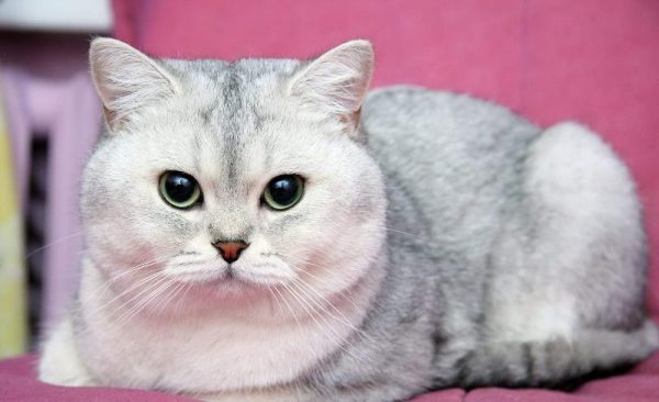 Спокойная британская шиншилла
