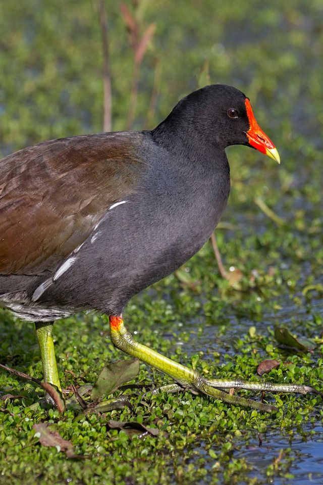 Moorhen