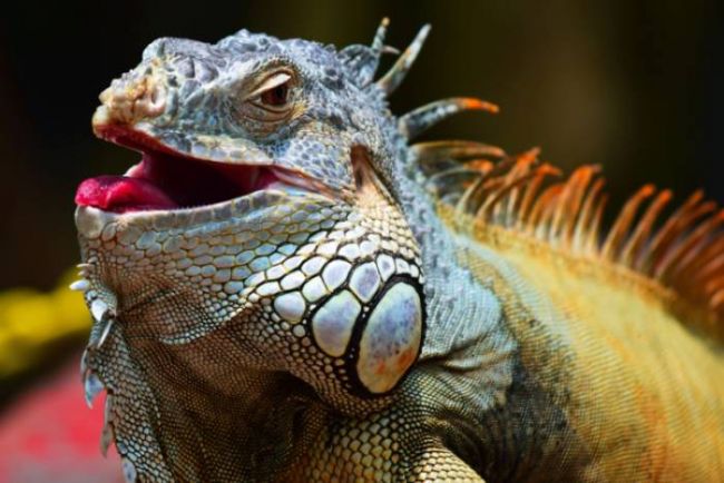 Игуана