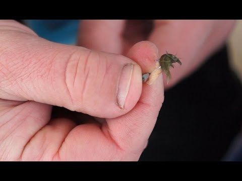 Разведение, применение и хранение мормыша на рыбалке