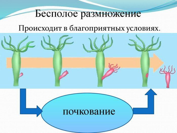Рис. 2. Бесполое размножение гидры