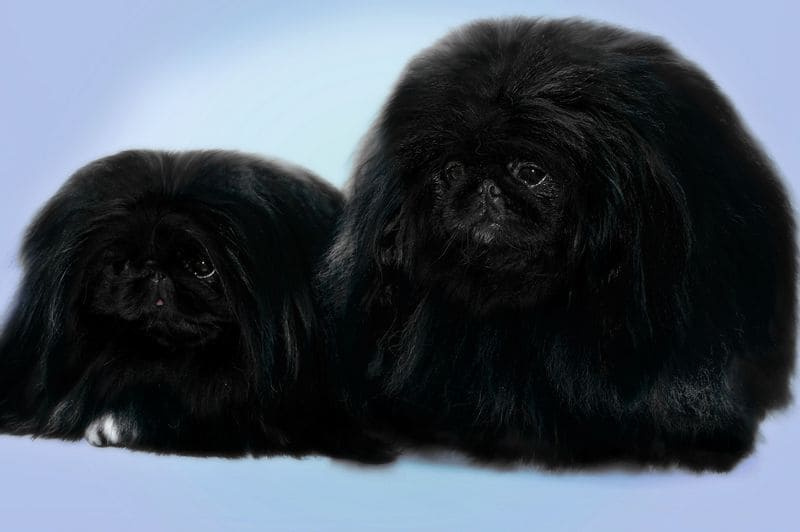 Пекинес