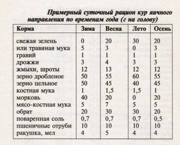 Уход за курами-несушками в домашних условиях, для начинающих