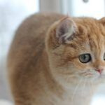 Кот на подоконнике