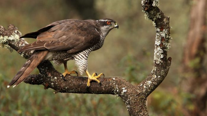 Ястреб-тетеревятник (Accipiter gentilis) фото. 