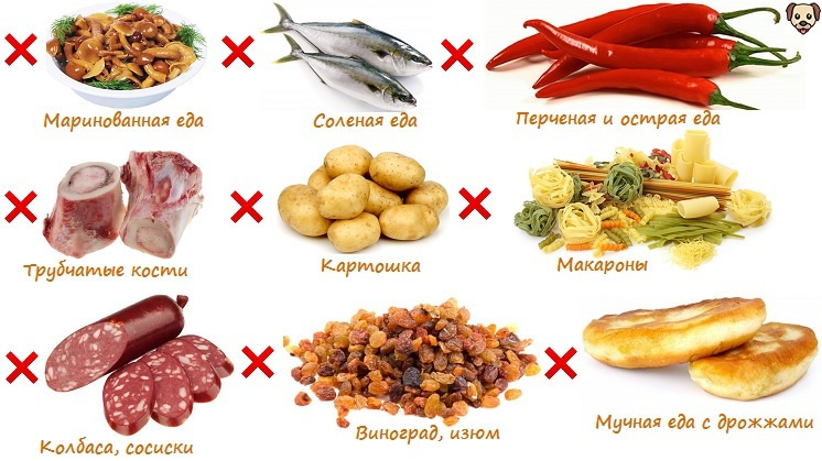 Чем нельзя кормить французского бульдога?