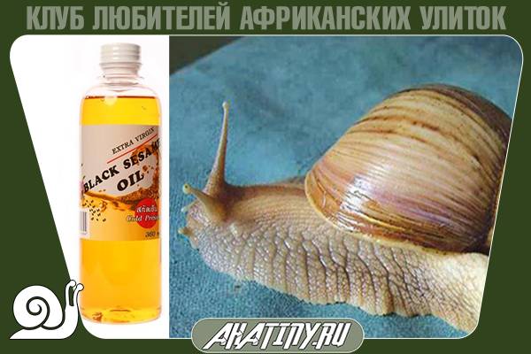 Как ухаживать и разводить шимпанзе-альбиносов? 
