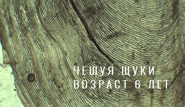 Определение возраста щуки по чешуе