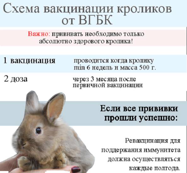 Схема вакцинации кроликов