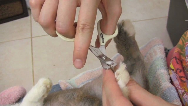 Стрижка когтей кролика