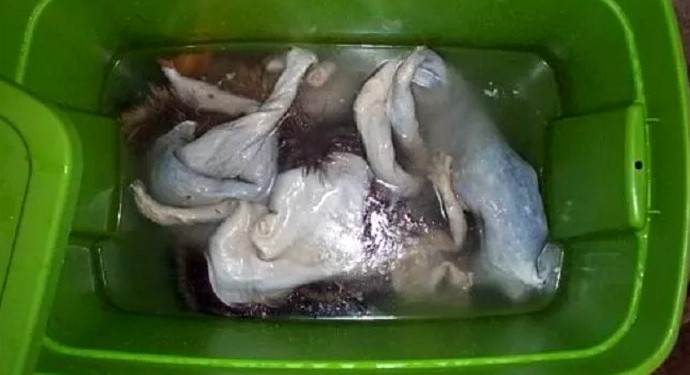 Отмачивание шкурок кролика