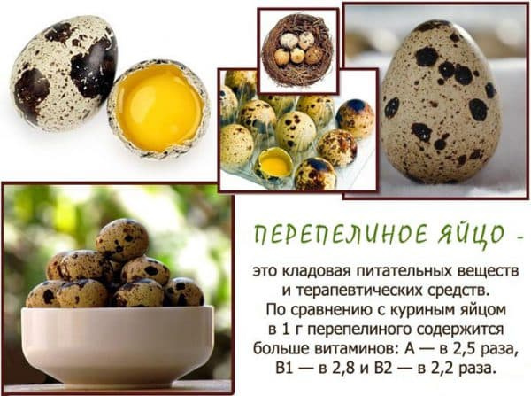 Птицеводство в России