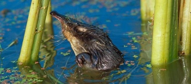 выхухоль выглядывает из воды