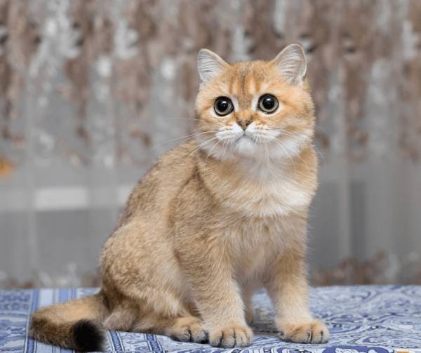 Котенок шиншиллы
