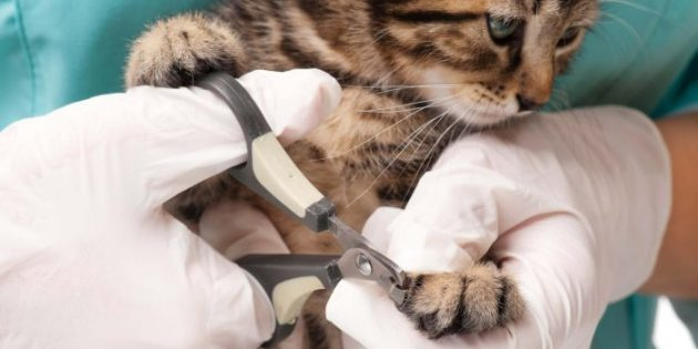 Как приучить кошек и собак стричь ногти