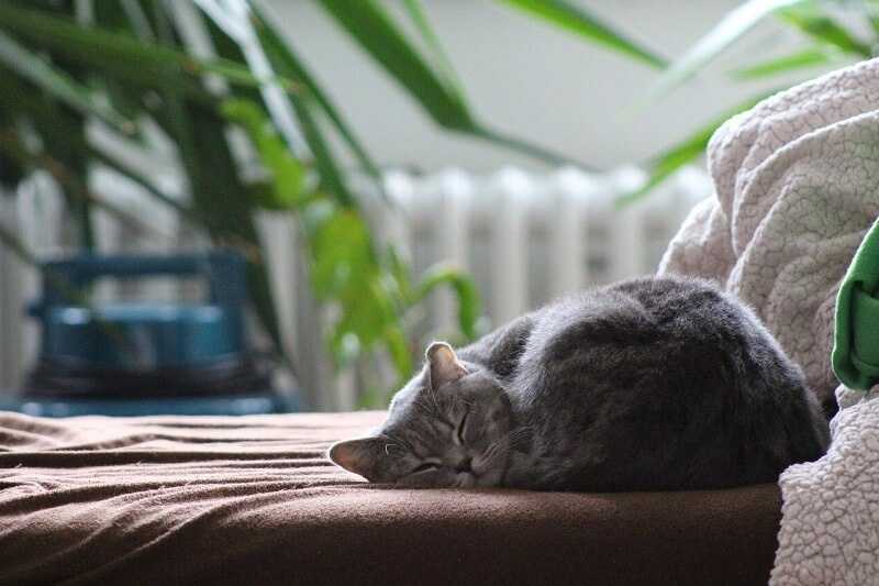Британская короткошерстная кошка на фото