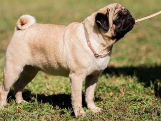 Мопсы - описание породы