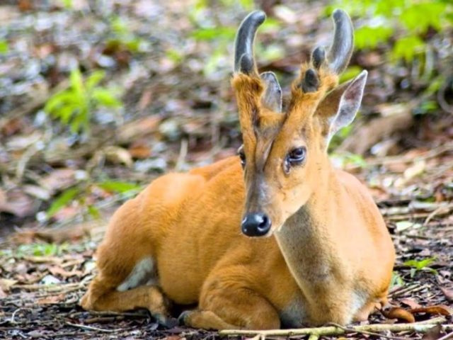 Виды оленей