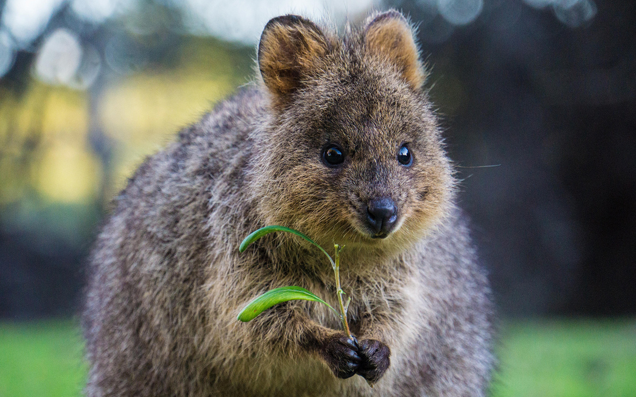 Фотография Quokka