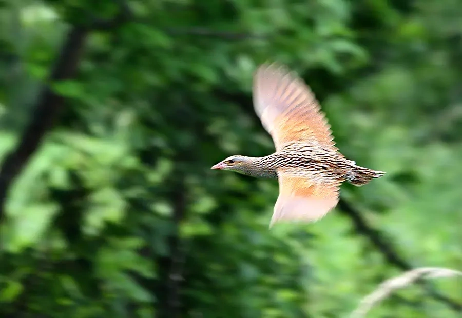 crake живет