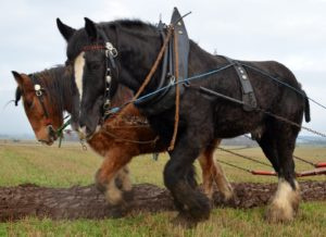Clydesdale Horses