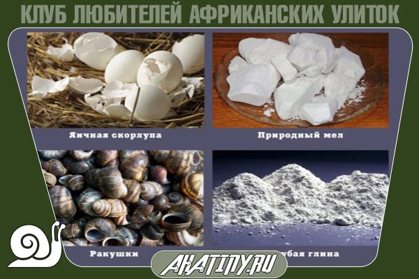 Как ухаживать и содержать ахатин альбиносов 