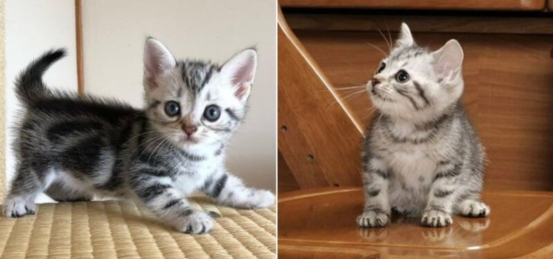 На фото американские короткошерстные котята