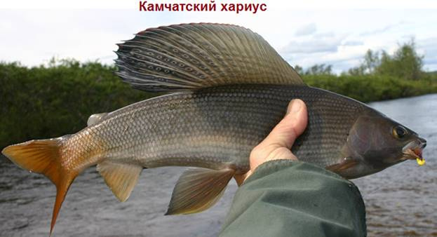 Камчатка